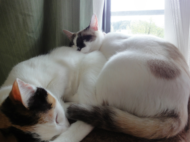 f:id:gosaku13:20120504135126j:image