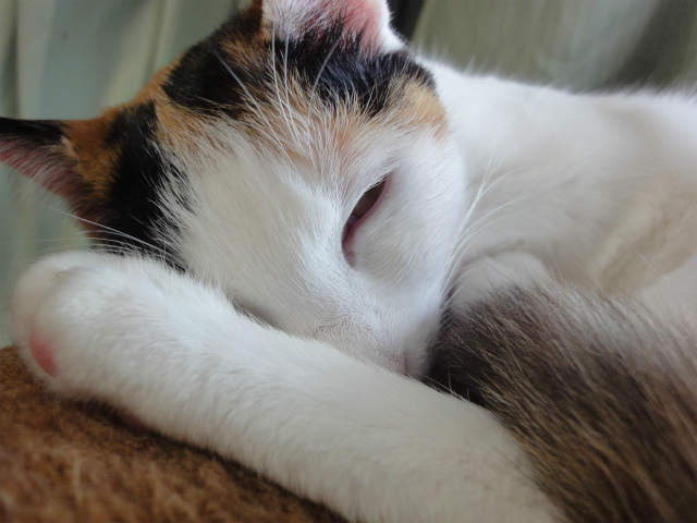 f:id:gosaku13:20120504135127j:image