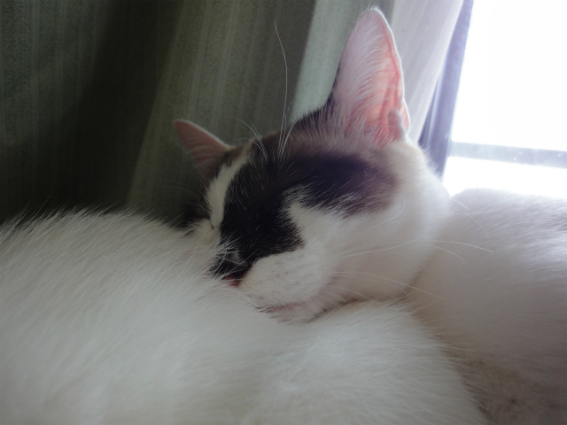 f:id:gosaku13:20120504135128j:image