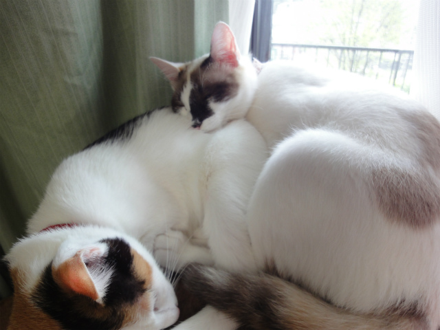 f:id:gosaku13:20120504135130j:image