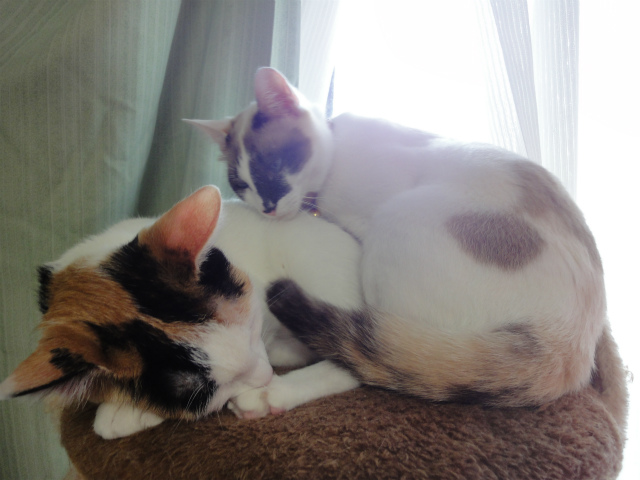 f:id:gosaku13:20120504135131j:image