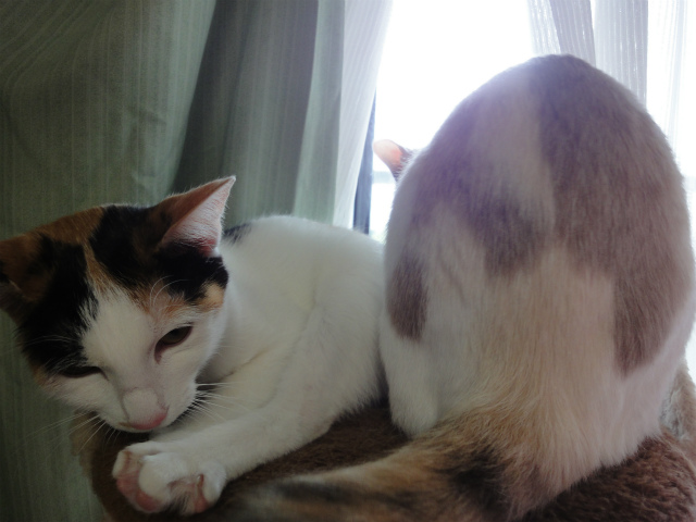 f:id:gosaku13:20120504135132j:image