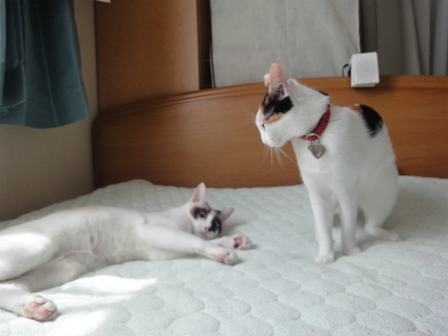 f:id:gosaku13:20120506162759j:image