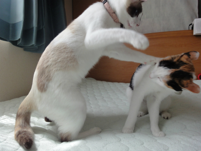 f:id:gosaku13:20120506162801j:image