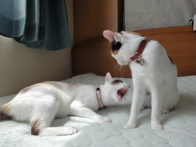 f:id:gosaku13:20120506162802j:image