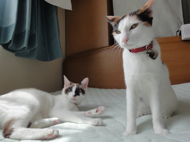 f:id:gosaku13:20120506162803j:image