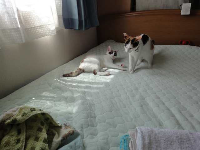 f:id:gosaku13:20120506162805j:image