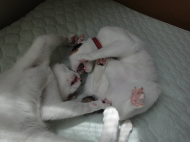 f:id:gosaku13:20120508081235j:image