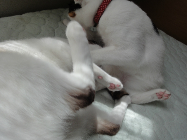 f:id:gosaku13:20120508081236j:image