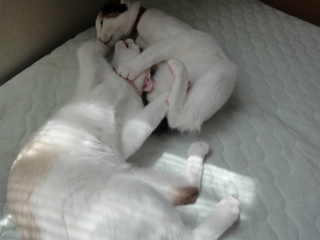 f:id:gosaku13:20120508081237j:image