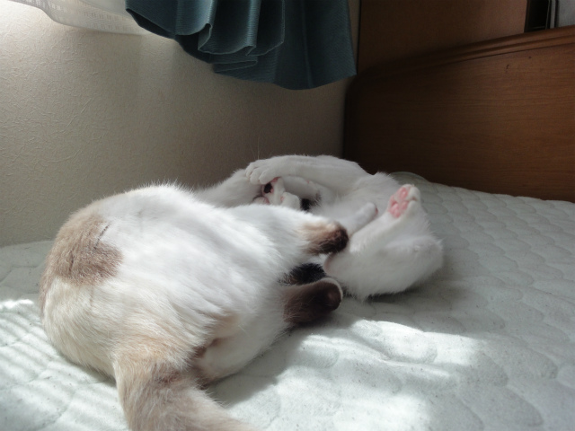 f:id:gosaku13:20120508081238j:image