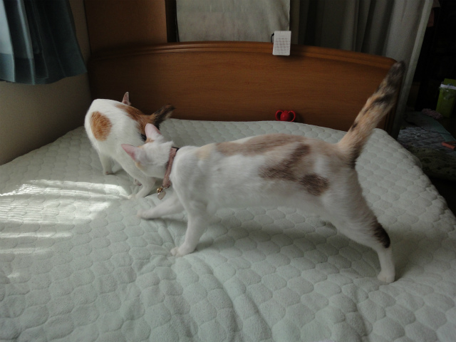 f:id:gosaku13:20120508081239j:image