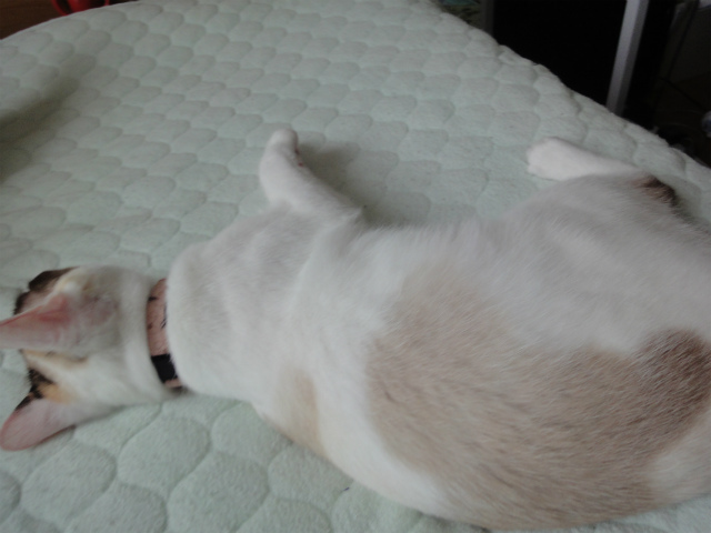 f:id:gosaku13:20120508081240j:image