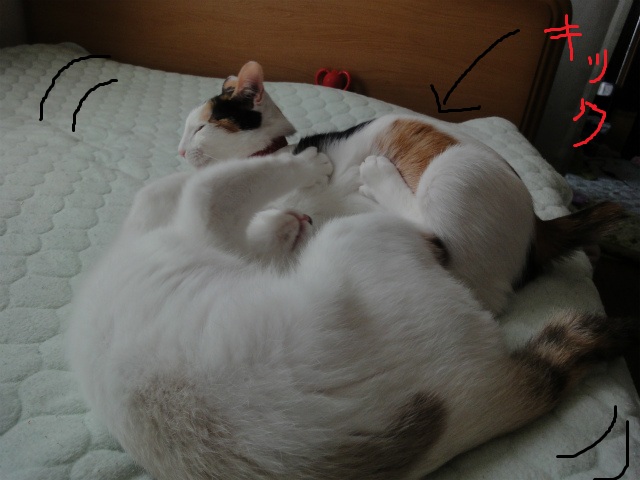 f:id:gosaku13:20120508081243j:image