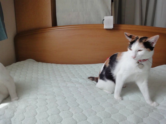 f:id:gosaku13:20120508081328j:image