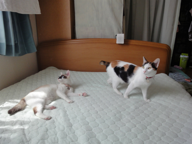 f:id:gosaku13:20120508081329j:image