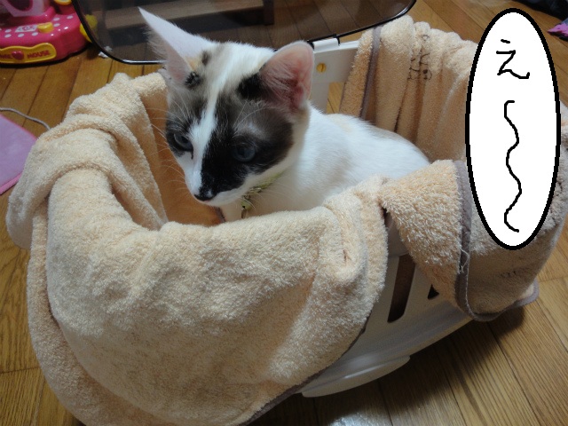 f:id:gosaku13:20120514185333j:image