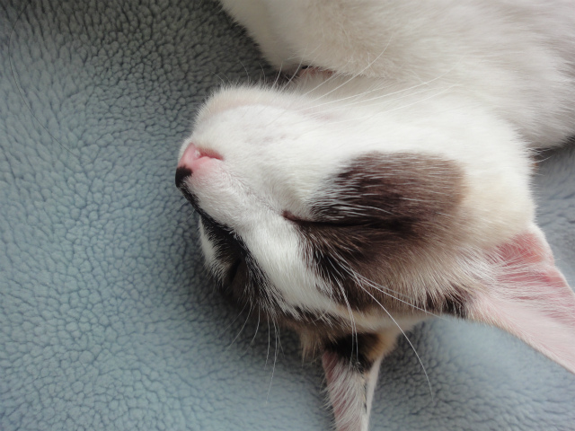 f:id:gosaku13:20120515143632j:image