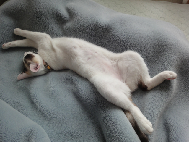 f:id:gosaku13:20120515143634j:image