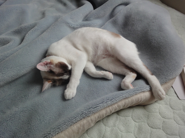 f:id:gosaku13:20120516081658j:image