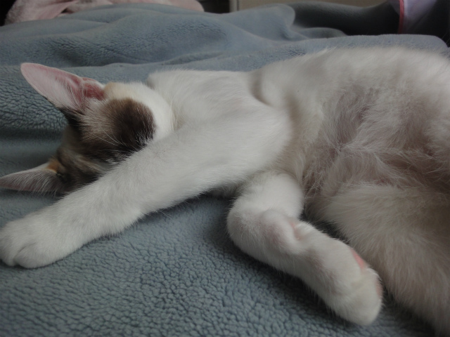 f:id:gosaku13:20120516081659j:image