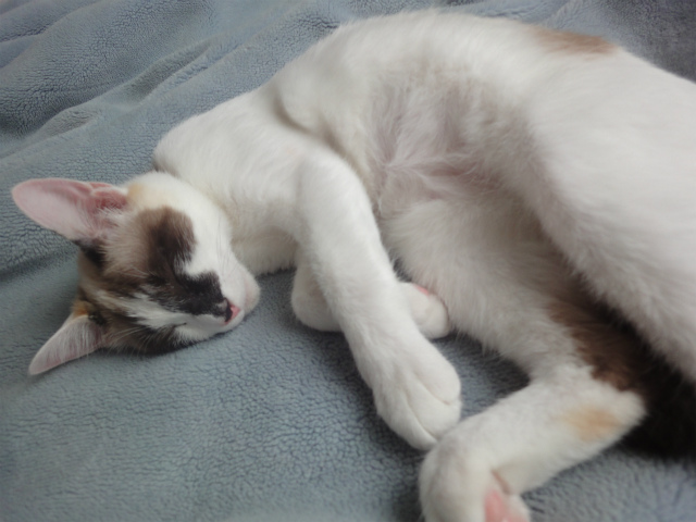 f:id:gosaku13:20120516081700j:image