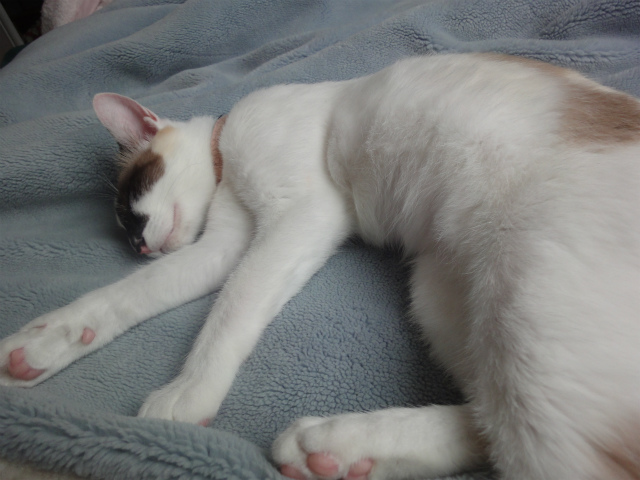 f:id:gosaku13:20120516081701j:image