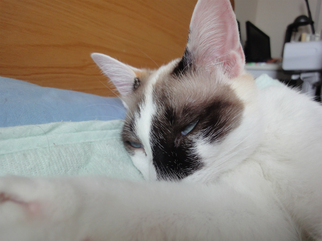 f:id:gosaku13:20120517131109j:image