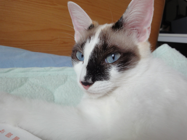 f:id:gosaku13:20120517131115j:image