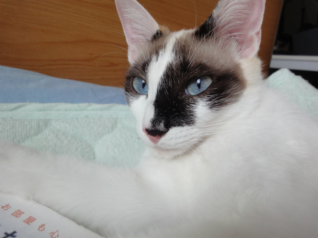 f:id:gosaku13:20120517131116j:image