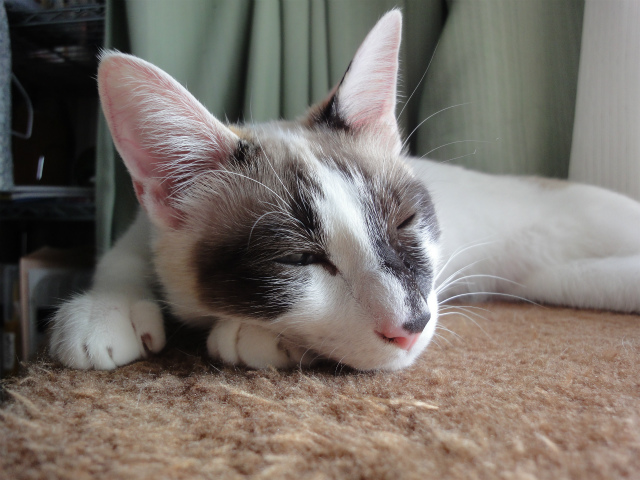 f:id:gosaku13:20120518110245j:image