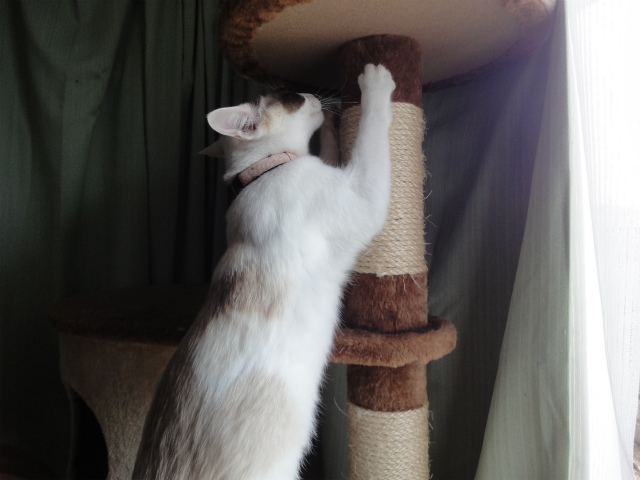 f:id:gosaku13:20120518110246j:image