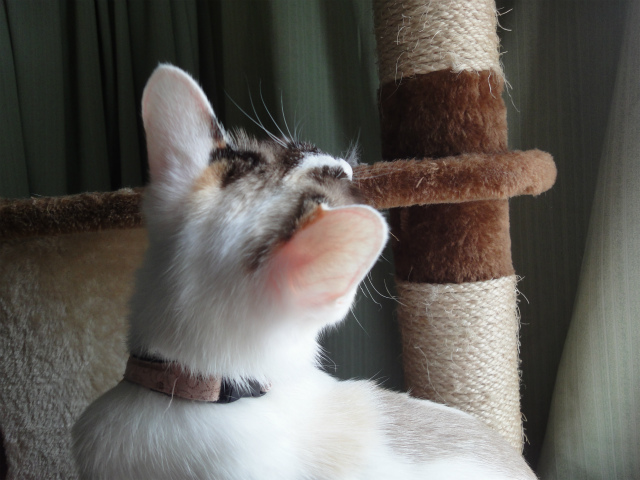 f:id:gosaku13:20120518110247j:image