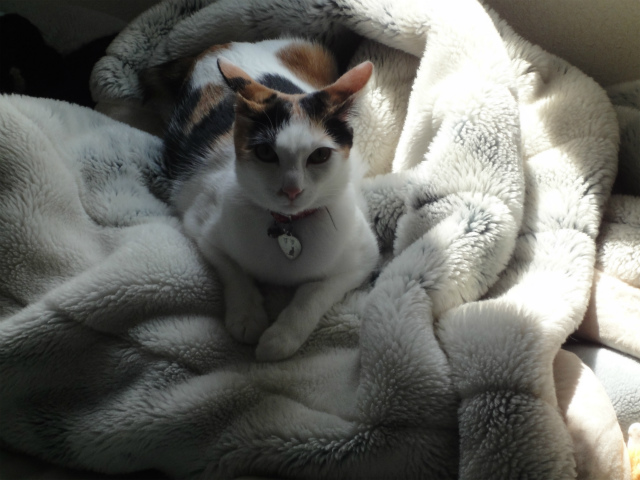 f:id:gosaku13:20120518110248j:image