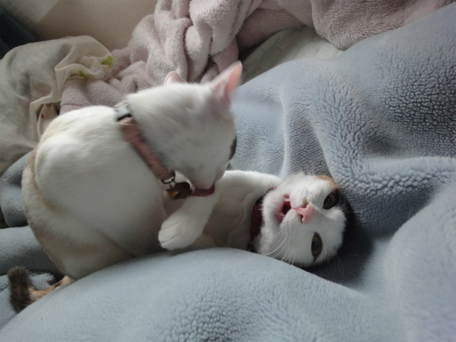 f:id:gosaku13:20120520200358j:image