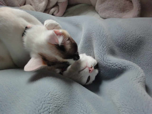 f:id:gosaku13:20120520200359j:image