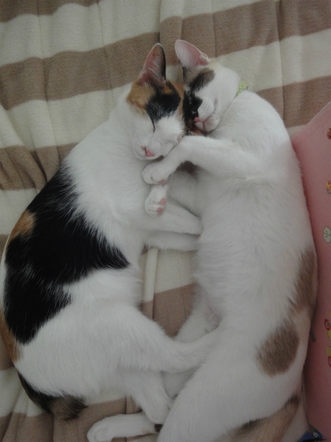 f:id:gosaku13:20120523140321j:image