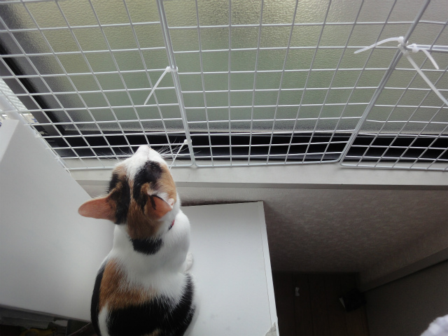 f:id:gosaku13:20120525132954j:image