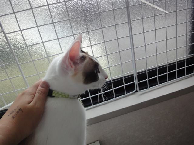 f:id:gosaku13:20120525132955j:image