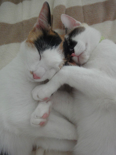 f:id:gosaku13:20120525134728j:image