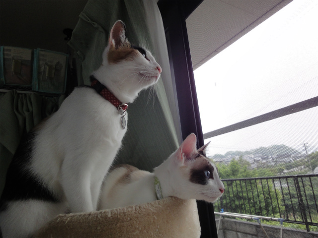 f:id:gosaku13:20120526150753j:image