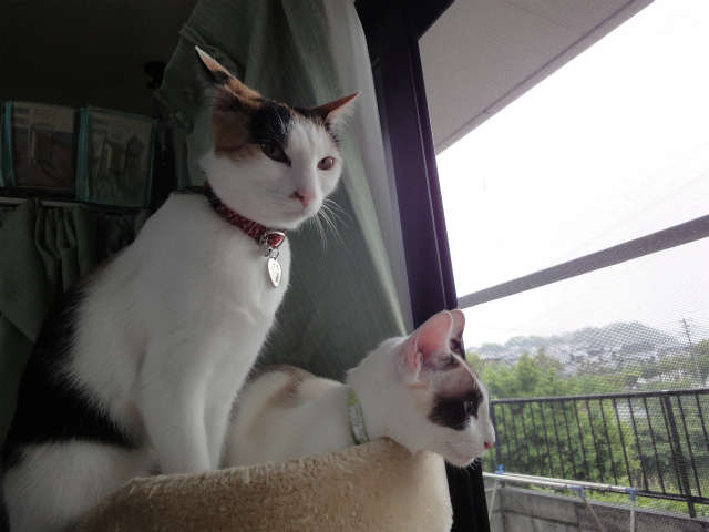 f:id:gosaku13:20120526150756j:image