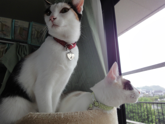 f:id:gosaku13:20120526150757j:image