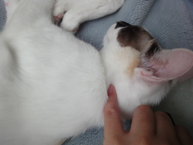 f:id:gosaku13:20120528125524j:image