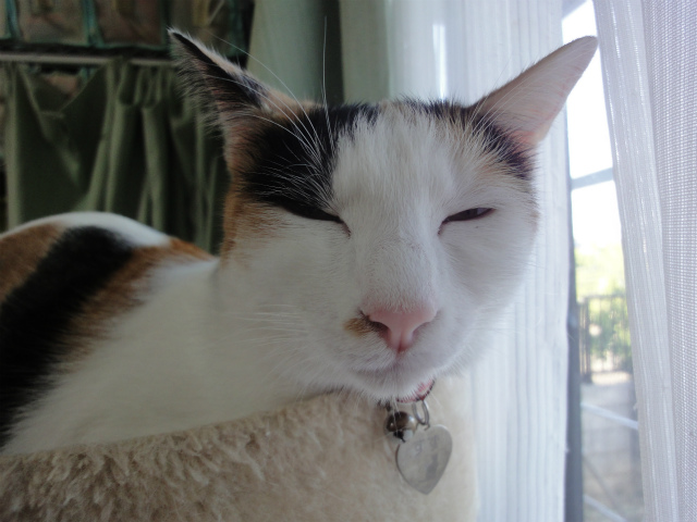 f:id:gosaku13:20121001144726j:image