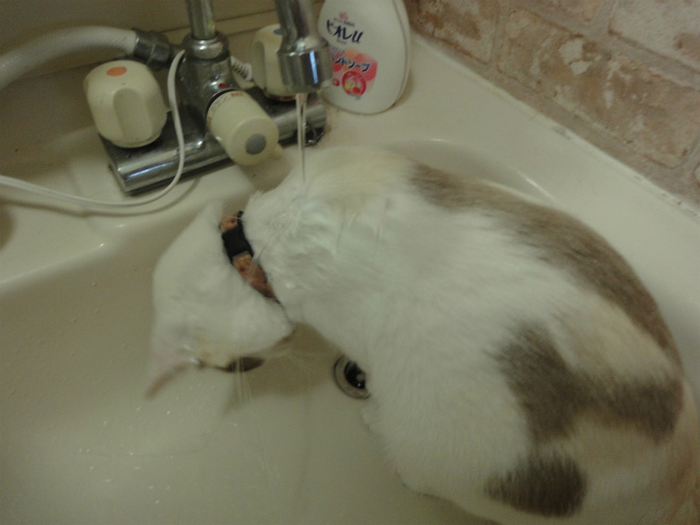 f:id:gosaku13:20121001144728j:image