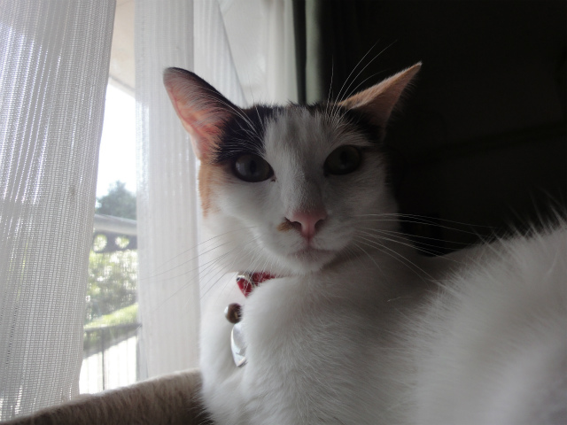 f:id:gosaku13:20121023150427j:image