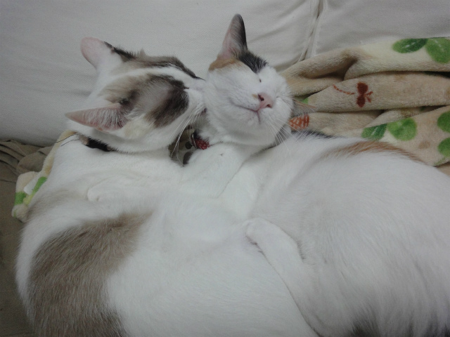 f:id:gosaku13:20121023150428j:image