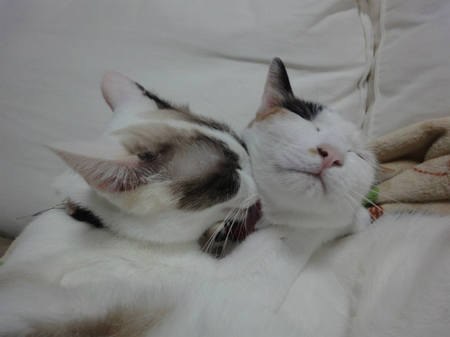 f:id:gosaku13:20121023150429j:image