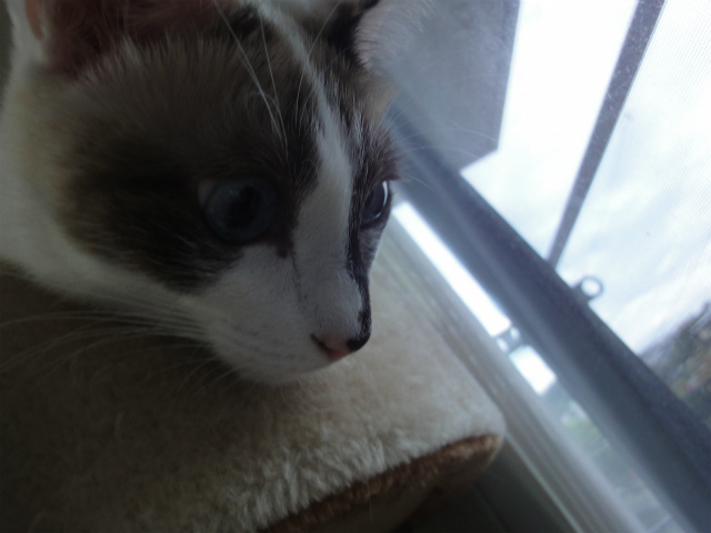 f:id:gosaku13:20121026111649j:image